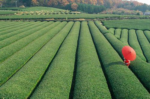 春伦茶业愿打造民族品牌 让世界了解中国茶