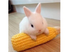 中国民族品牌