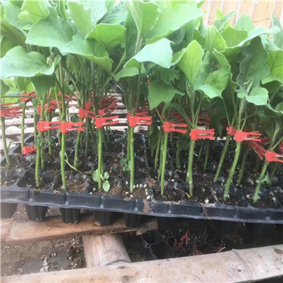 茄子苗嫁接_副本
