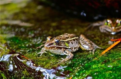 冬眠动物有哪些 动物为什么要冬眠