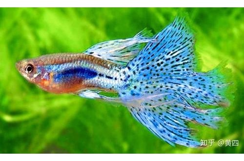 凤尾鱼好养活吗 凤尾鱼怎么养