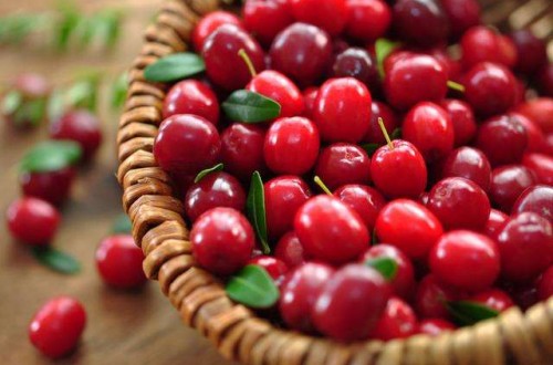 蔓越莓是什么 蔓越莓作用有哪些