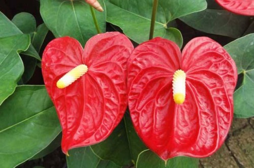 红掌怎么养护 红掌叶子发黄怎么办