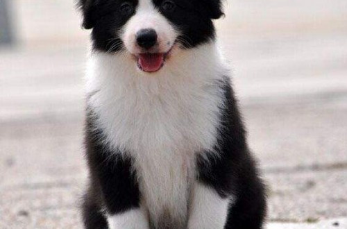 边境牧羊犬性格如何 边境牧羊犬好养吗