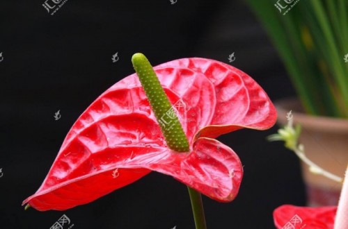 什么是火鹤花 火鹤花怎么养叶子绿开花多