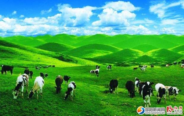 南山乳业：攻克难关 不断提高牛奶质量