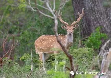 中国民族品牌有哪些