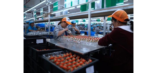 本土潮玩生产率达90%的东莞本地工厂转型为自主品牌